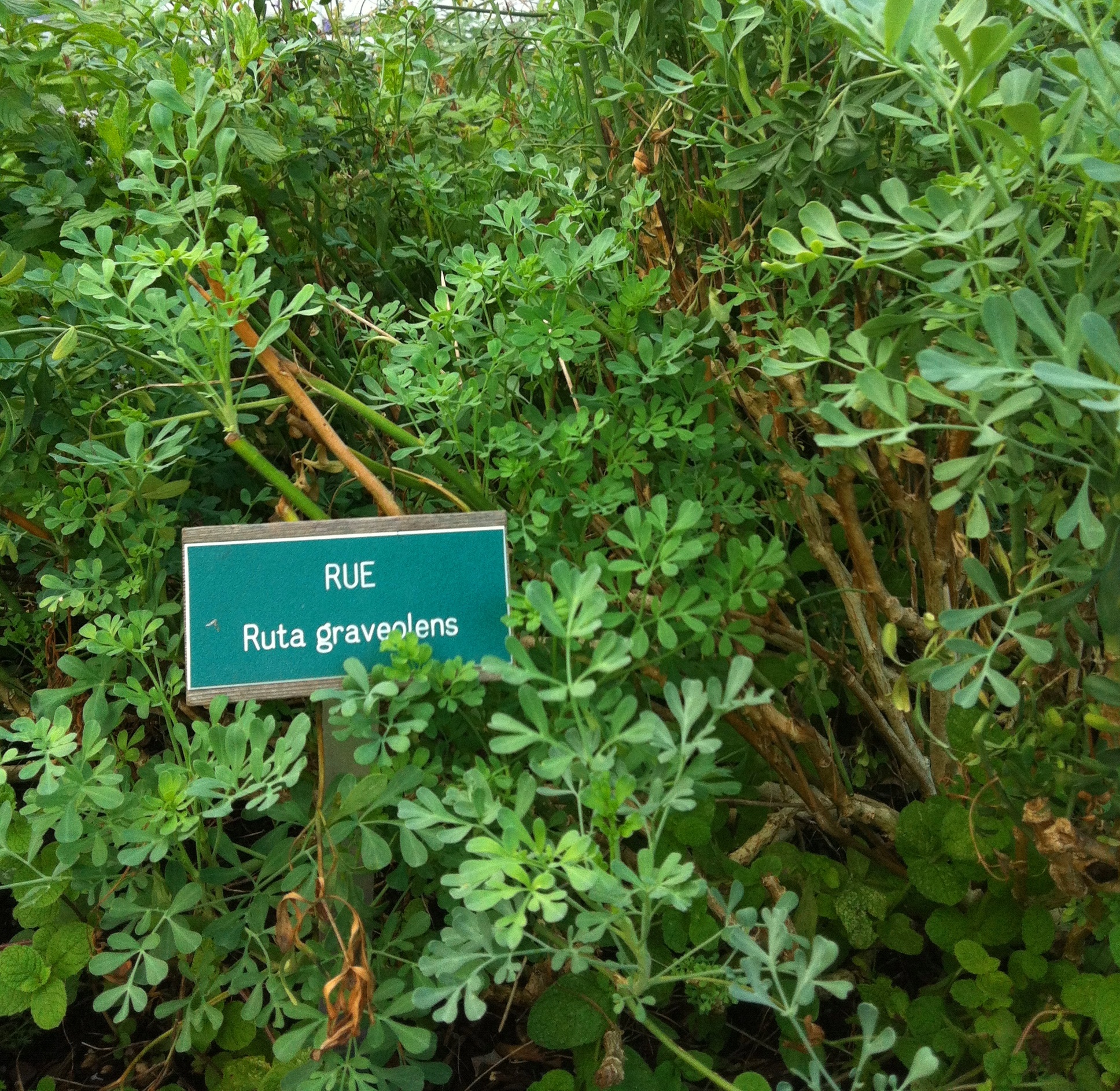 rue
