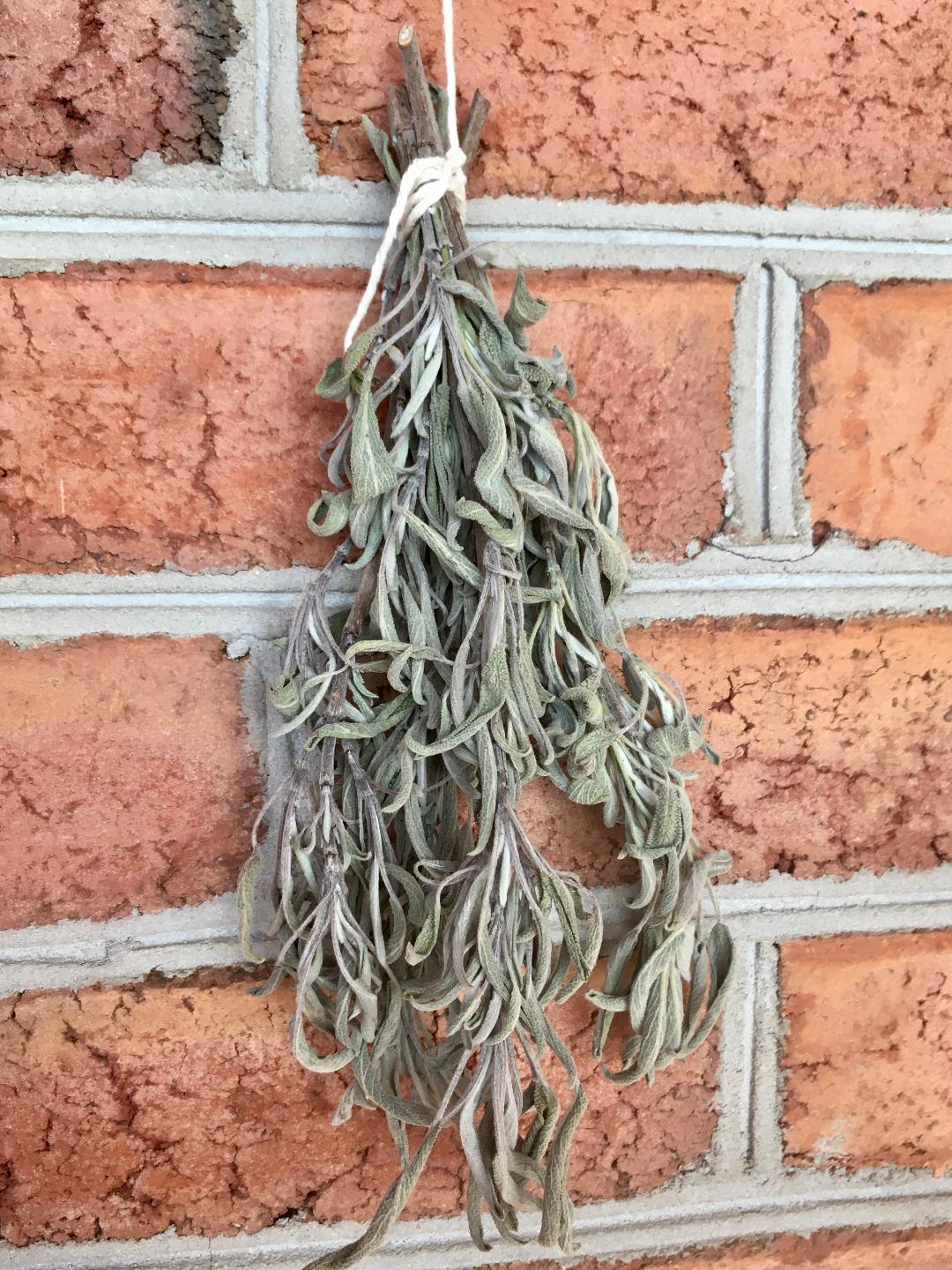 sage drying