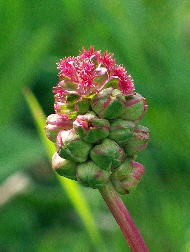 Salad Burnet – April’s Herb of the Month