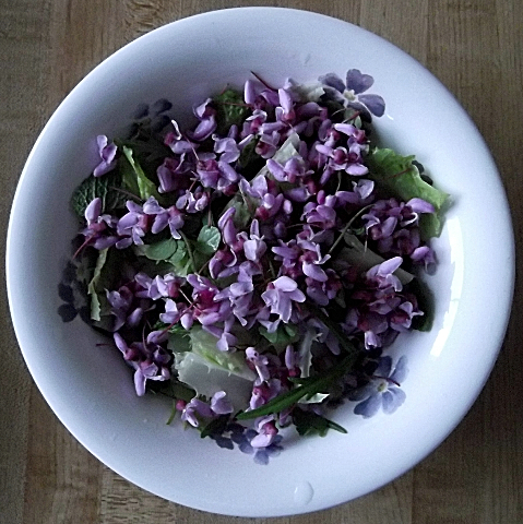 Salad_of_Romaine_lettuce_and_wild_Toothwort,_Purple_Dead_Nettle_and_Redbud_flowers_-_Flickr_-_Jay_Sturner via wikimedia