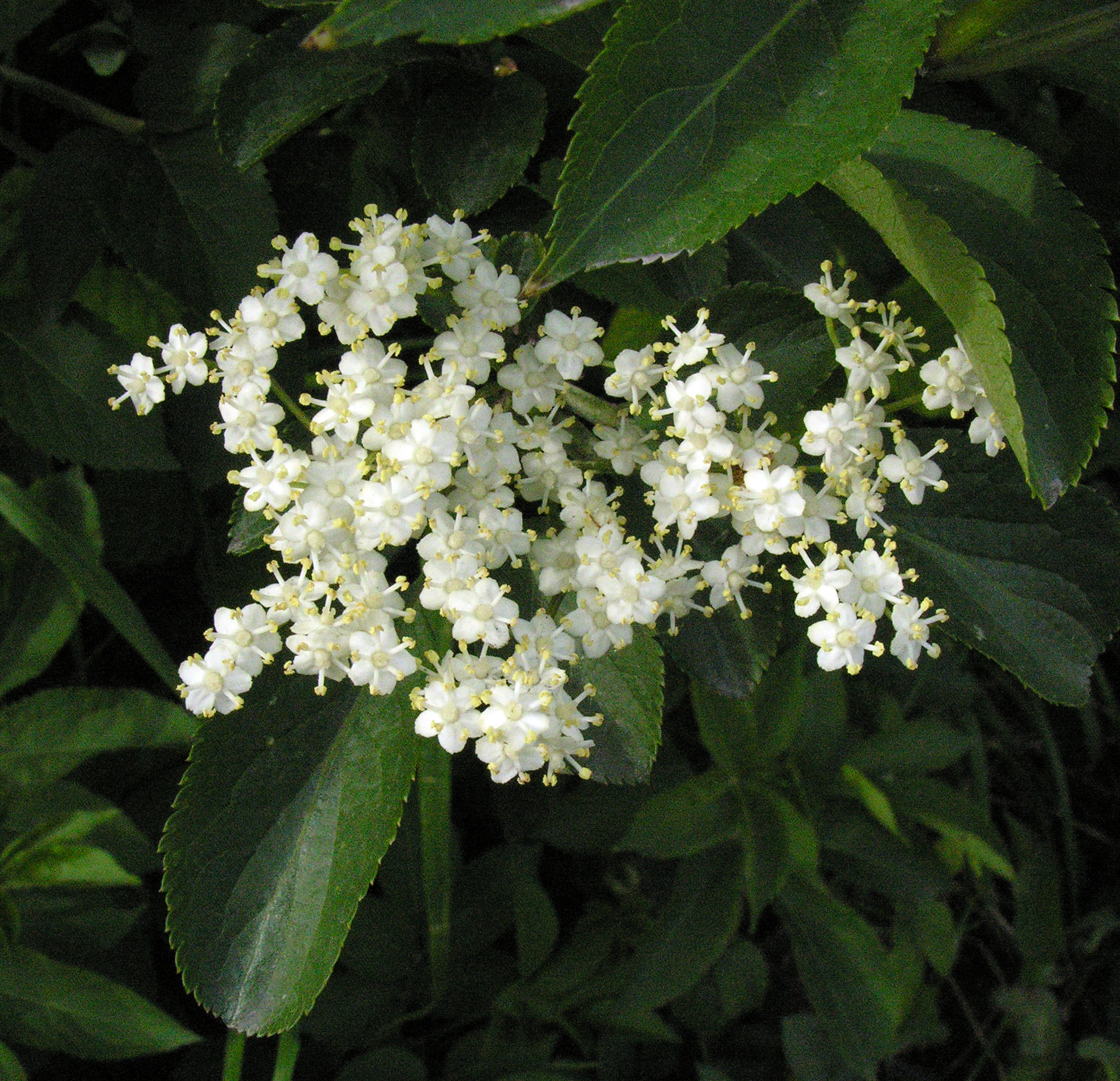 Sambucus nigra flowers