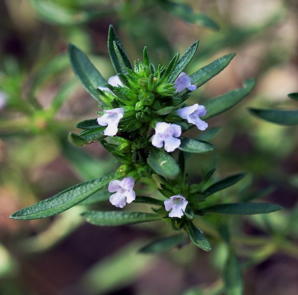 summer savory, Satureja hortensis, flowers