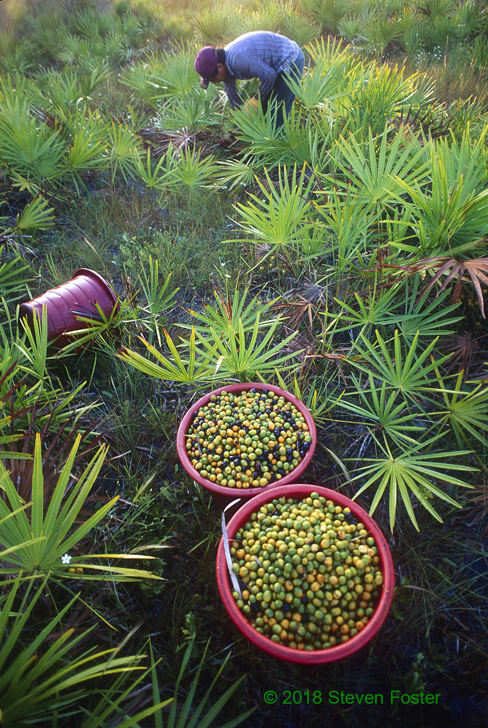 Saw palmetto berry harvest