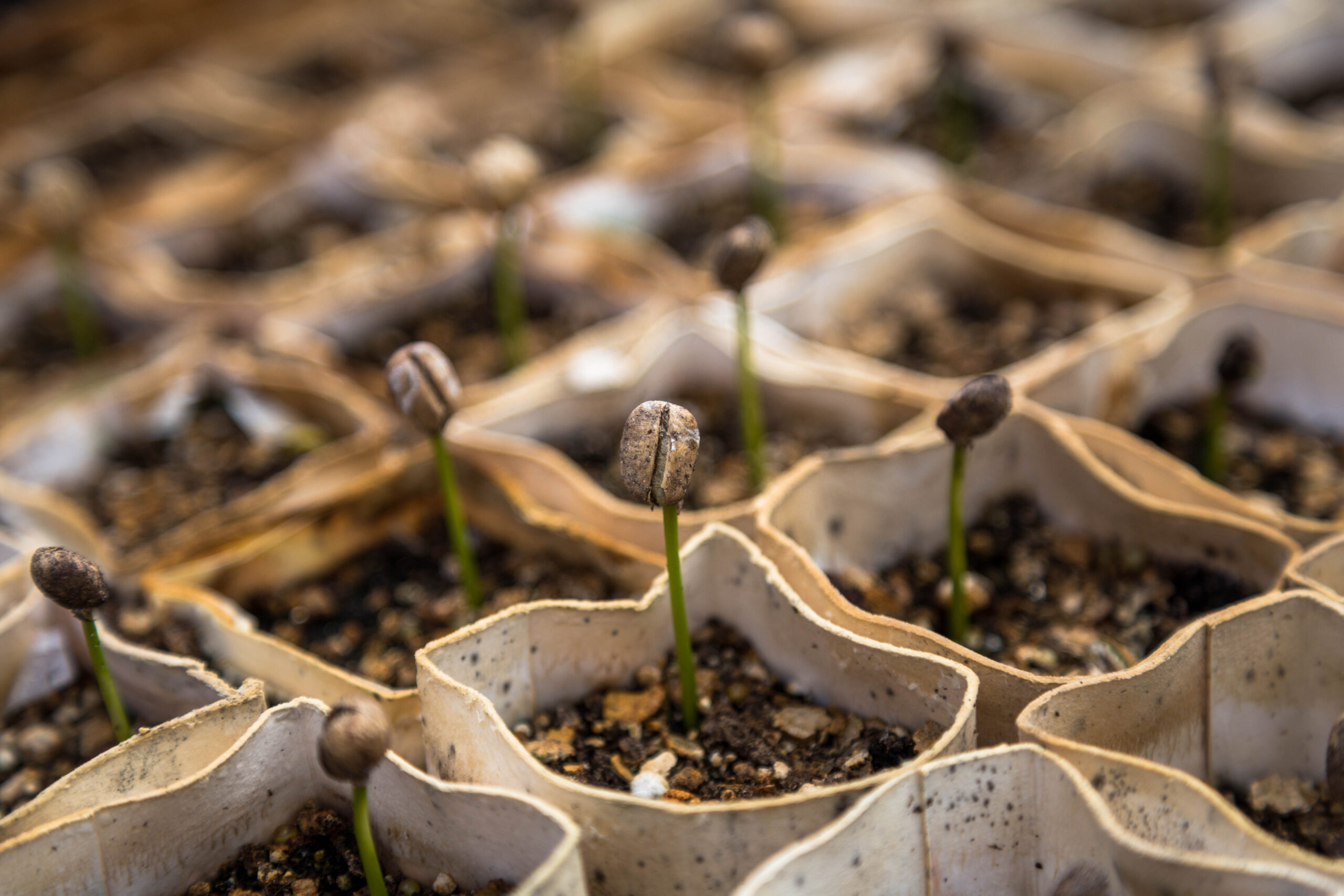 seedling