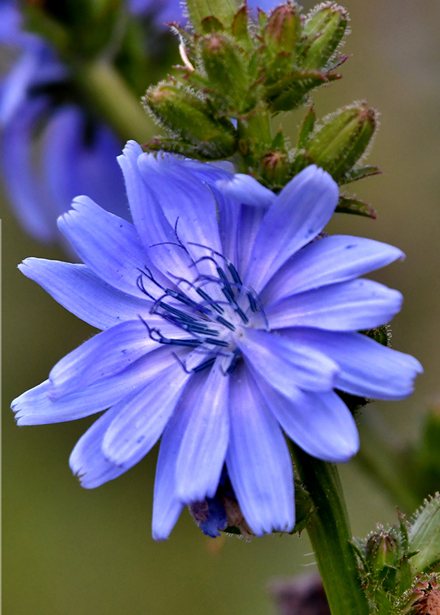 September2019 HOM Chicory