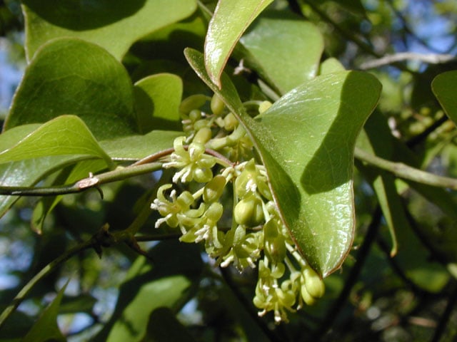 smilax