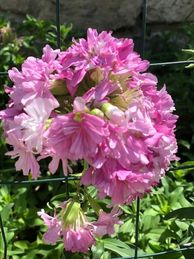 soapwort