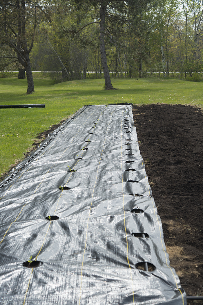 soil.Bed.-¬KellyOrzelPhotography