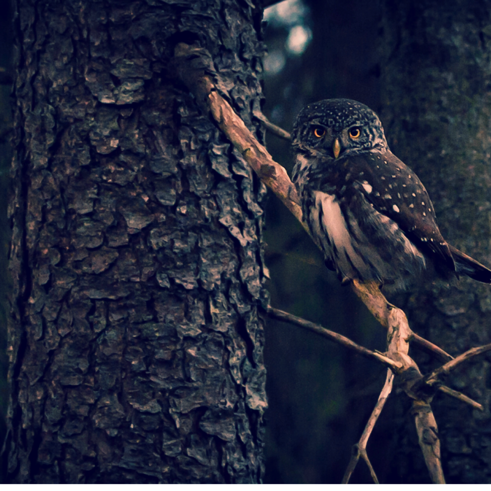 solstice owl