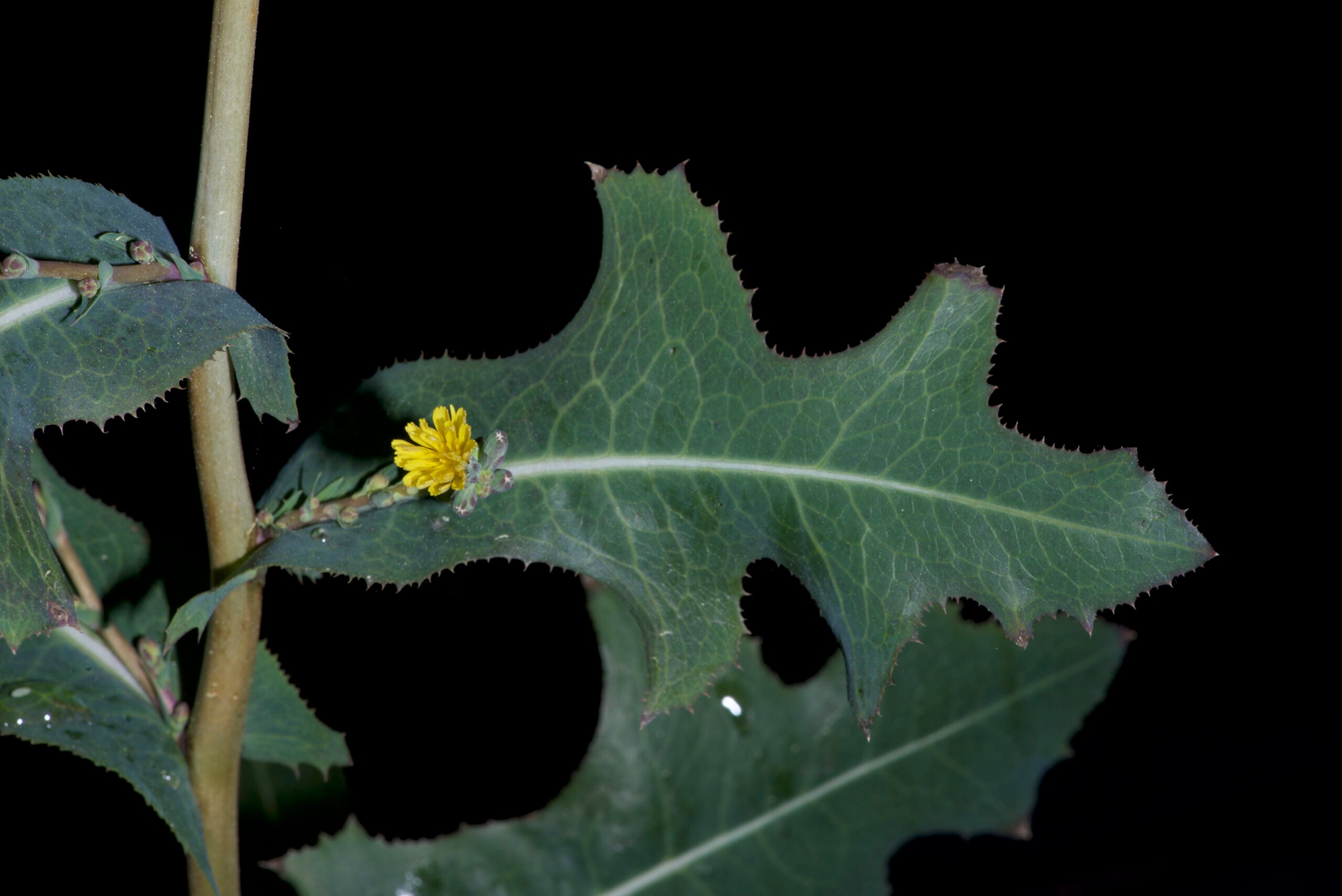 Photo of Sonchus oleraceus, Charleston County, South Carolina