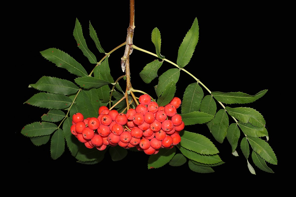 Leaves and red berries of rowan