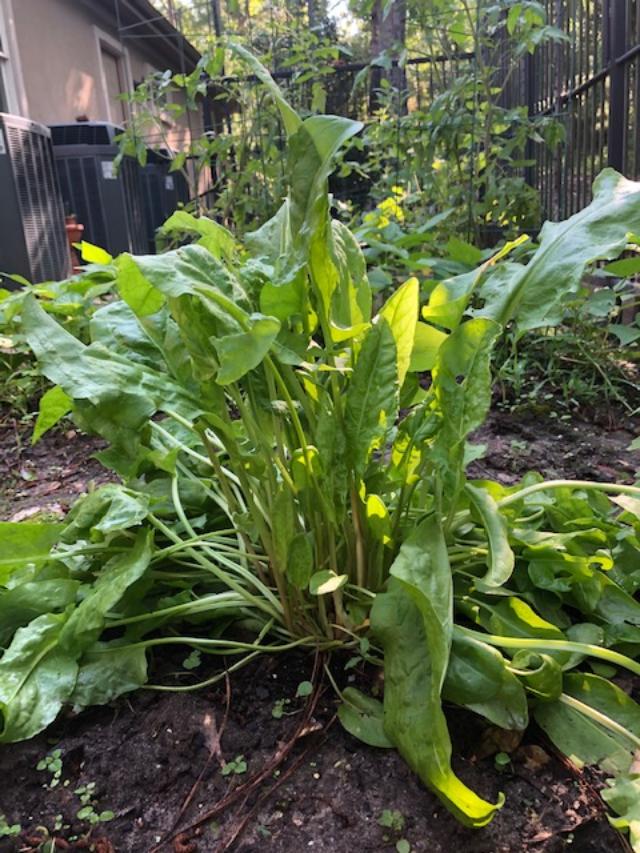 sorrel