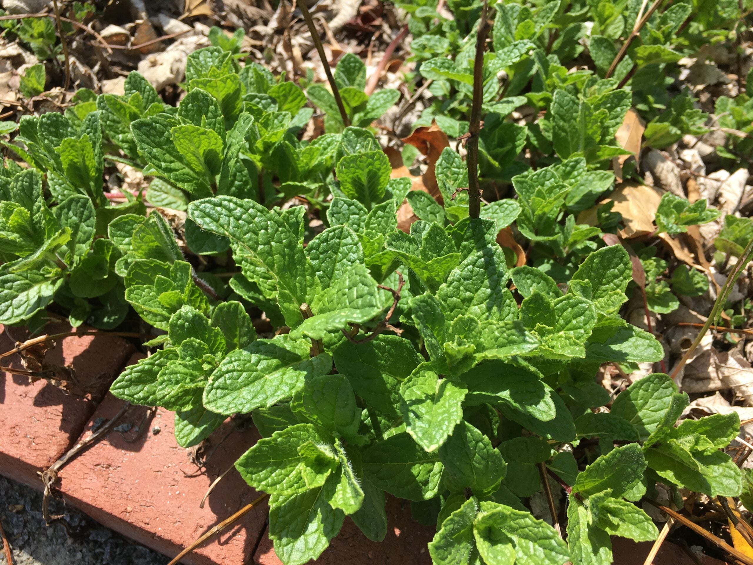 Spearmint leaves