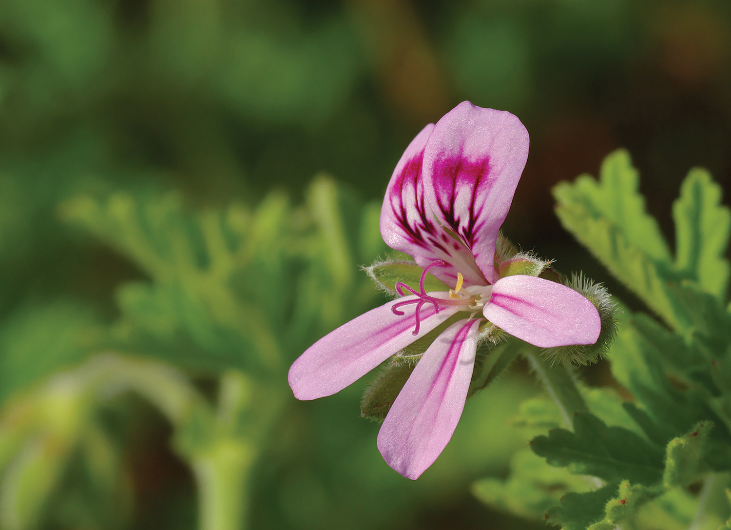 ST LYNN'S PRESS - EYR - Rose Geranium