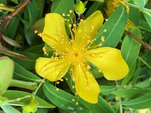 St. Johns wort flower
