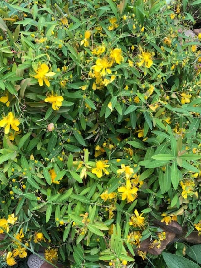 St. Johns wort plant
