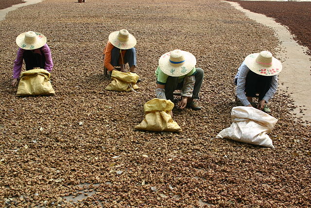 Four farmers in large hats crouch on the ground over a harvest of dried star anise.