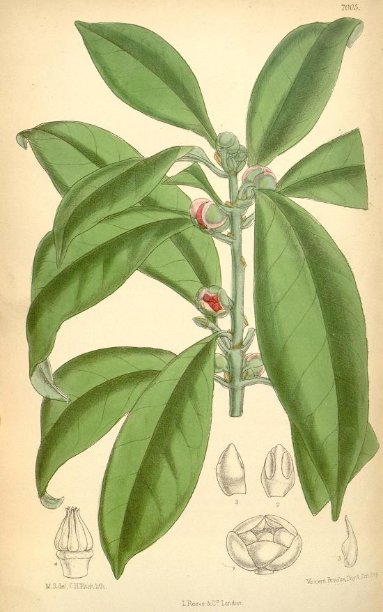 A color illustration of the star anise plant and flowers.