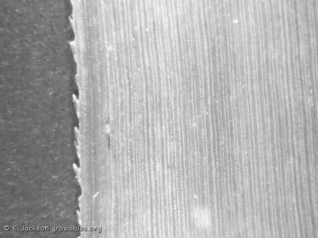 Scanning electron micrograph of a sugarcane leaf edge