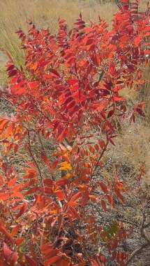 Sumac – July’s Herb of the Month