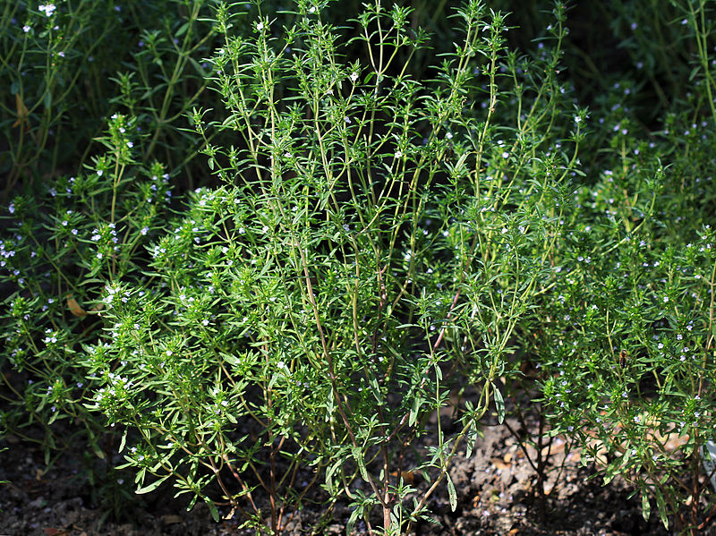 summer savory