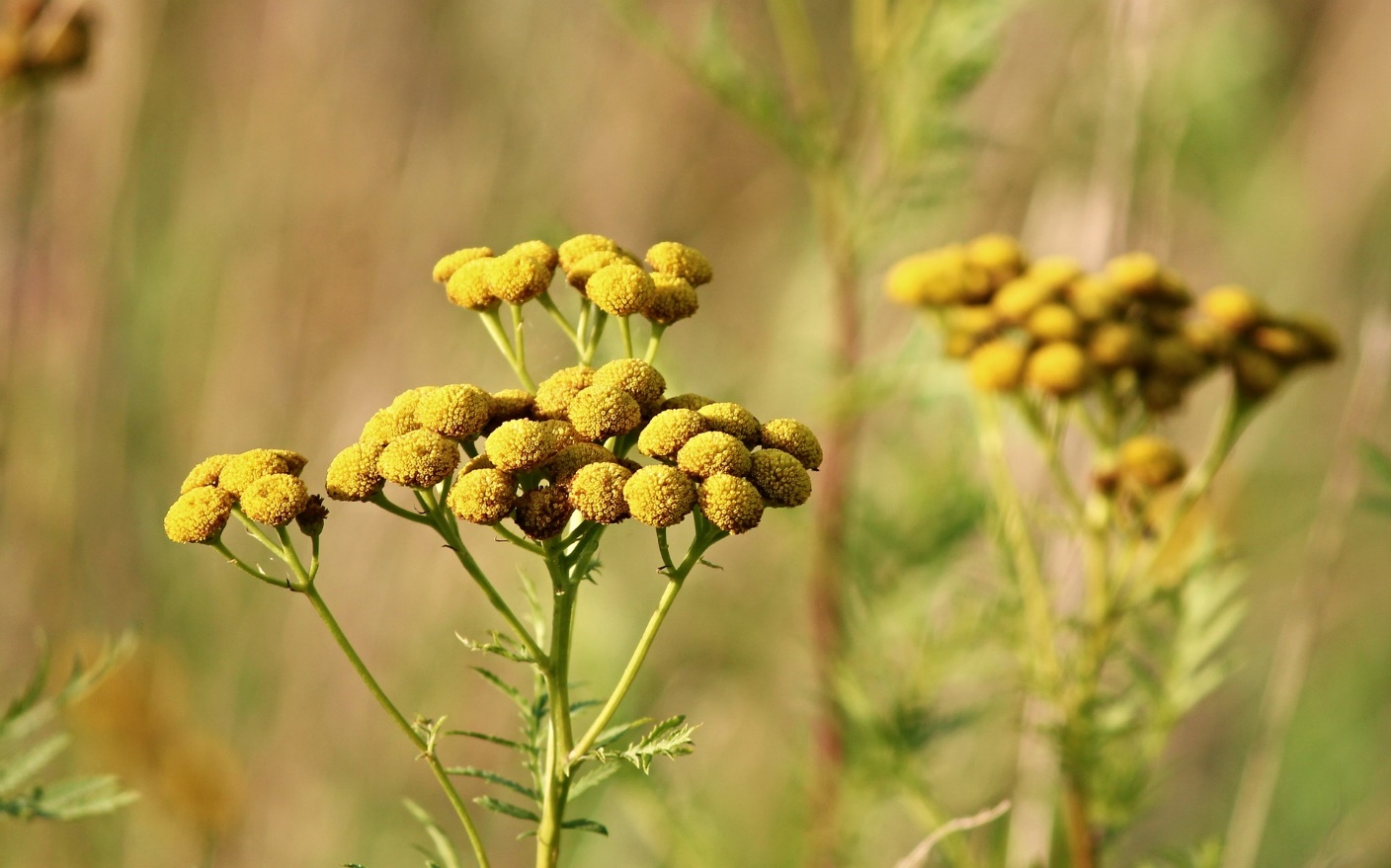 tansy