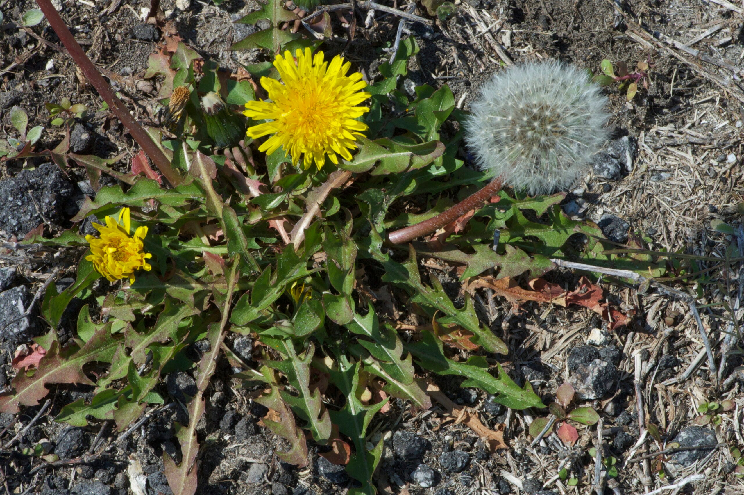 Photo of Taraxacum officinale, Charleston County, South Carolina