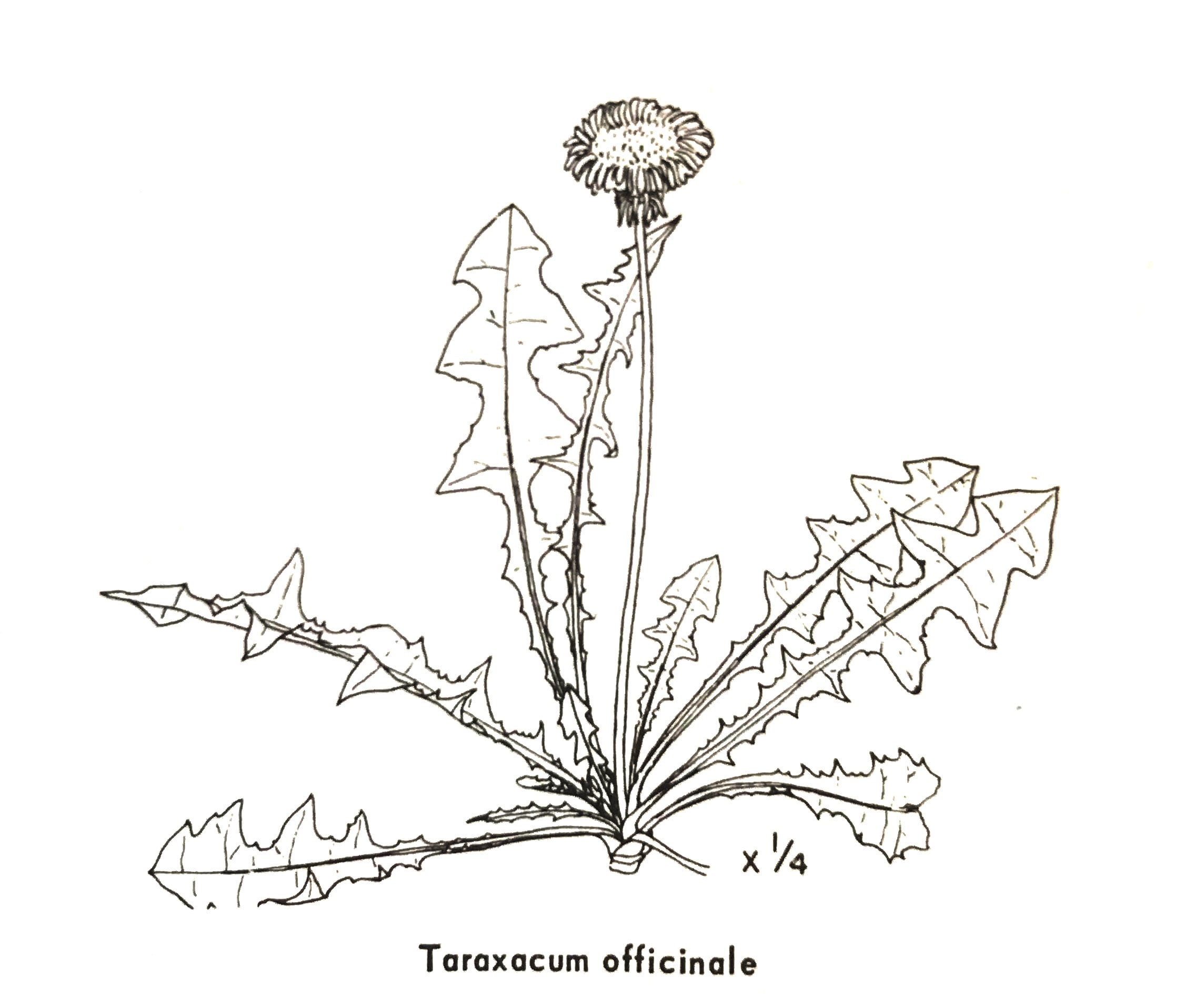 Illustration of Taraxacum officinale