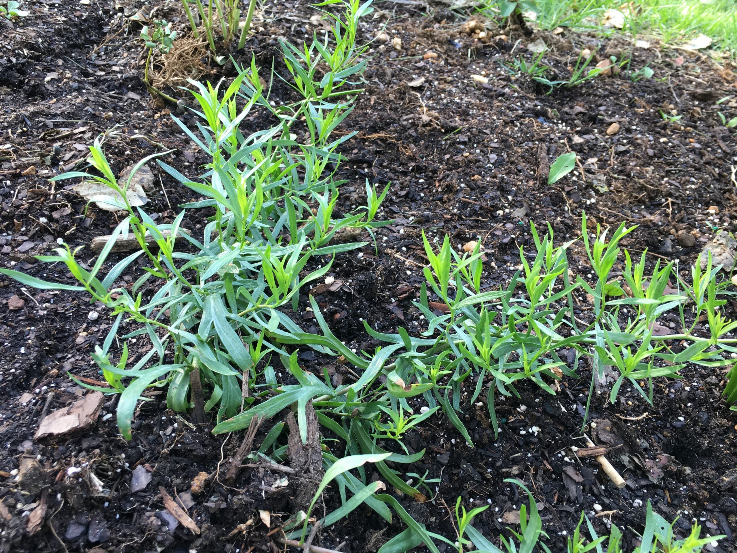 Tarragon