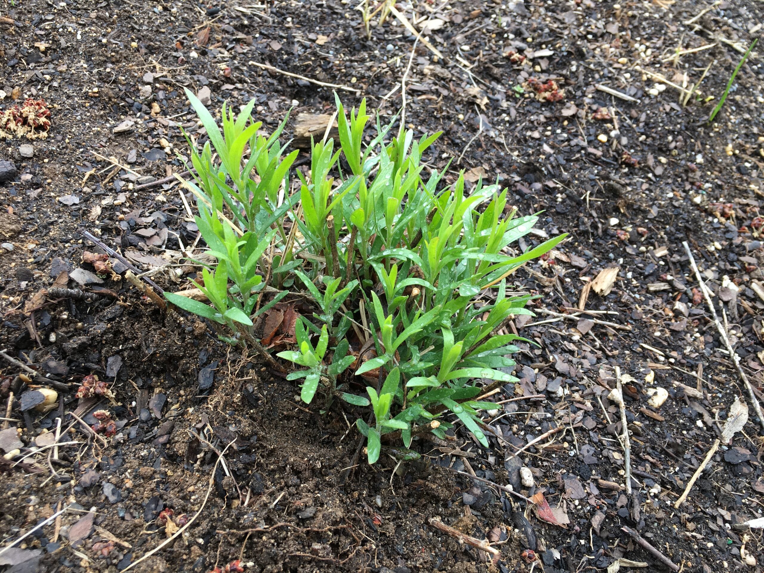 TarragonApril2018