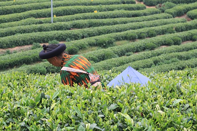 Tea -Man picking tea leaves