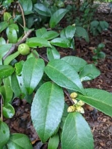 Tea seed