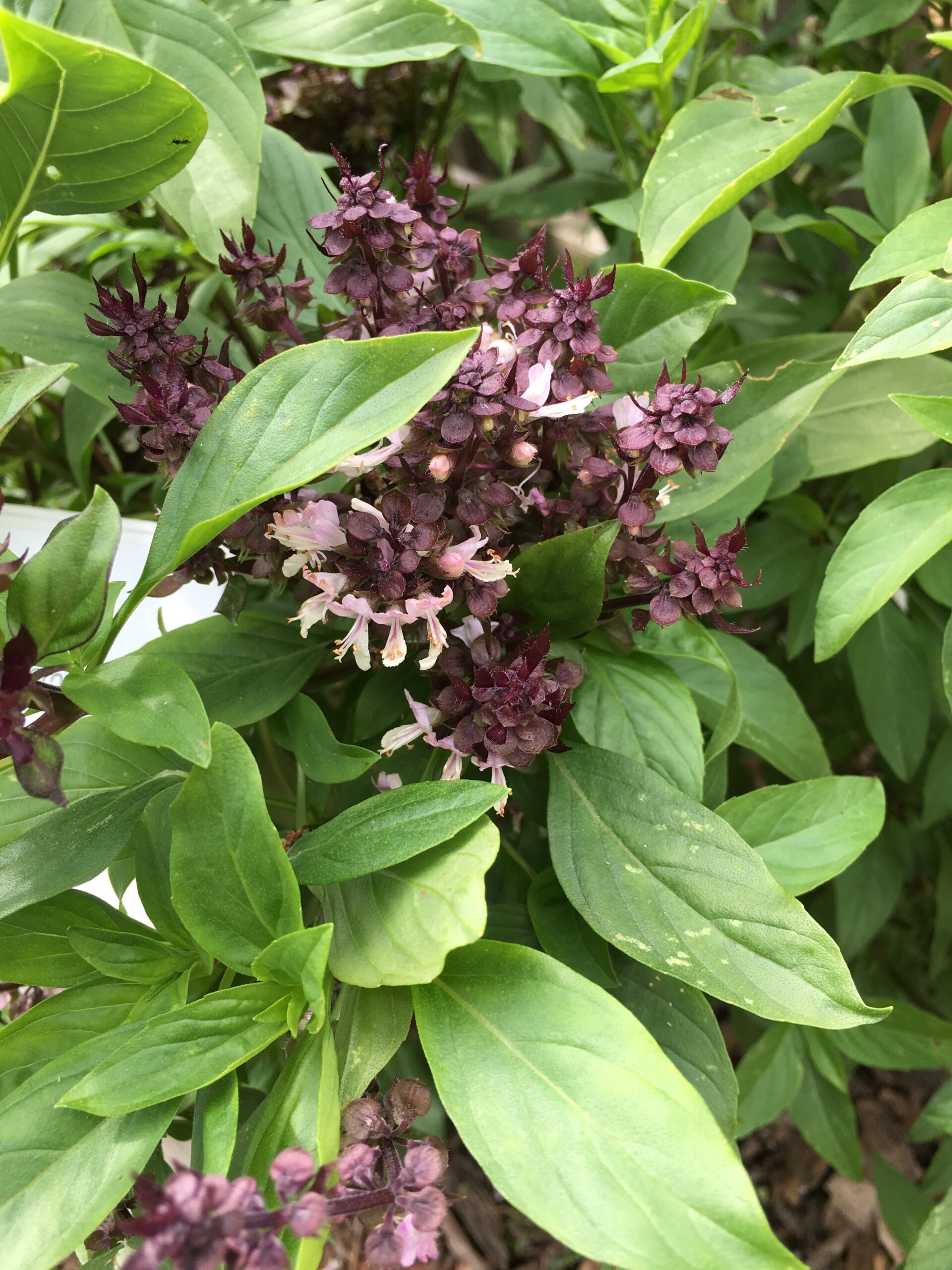 Thai basil