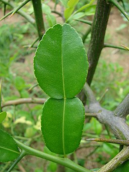 thai lime