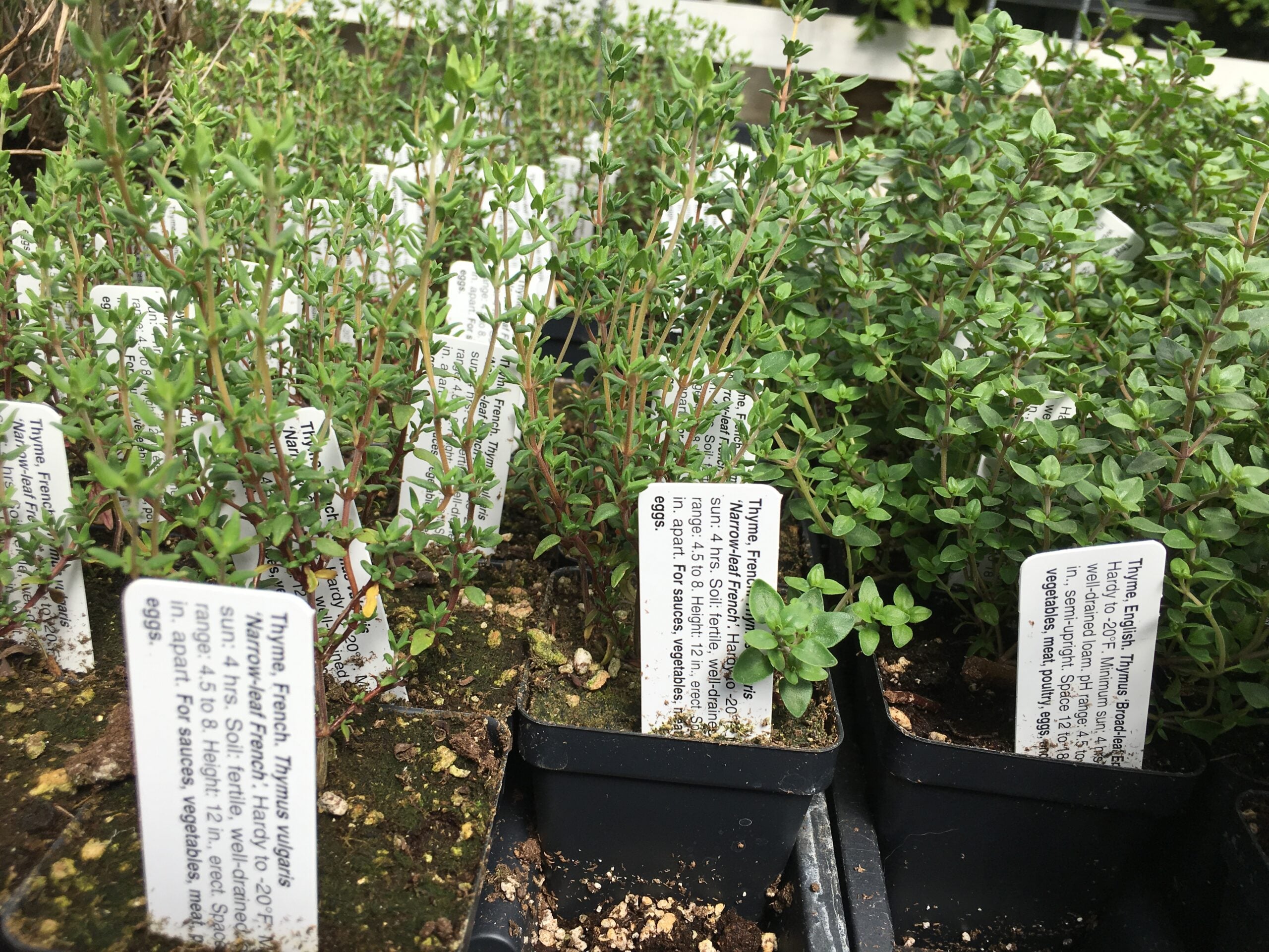 Various thyme cultivars