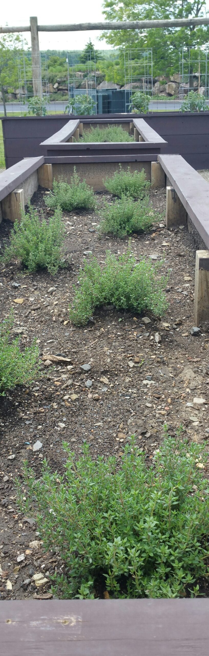 thyme