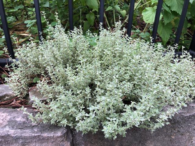 Variegated lemon thyme foliage