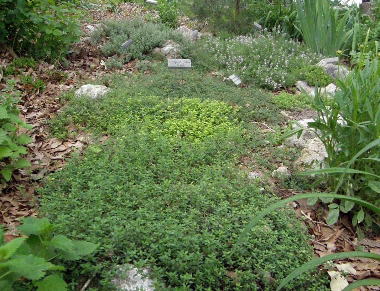 Thyme in a rock garden