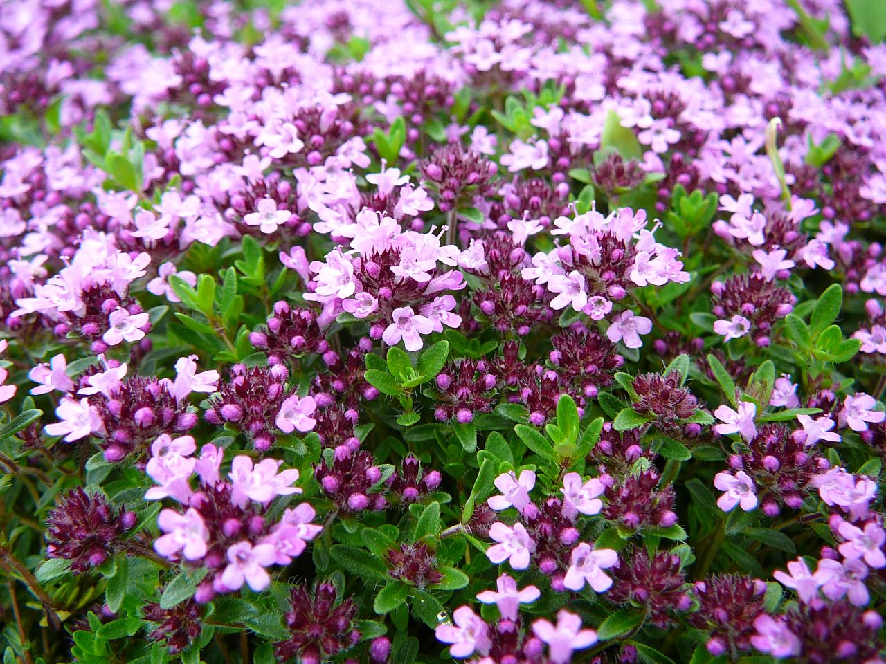 Thymus serpyllum flowers