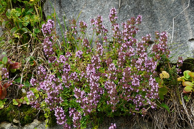 Thymus vulgaris in flower
