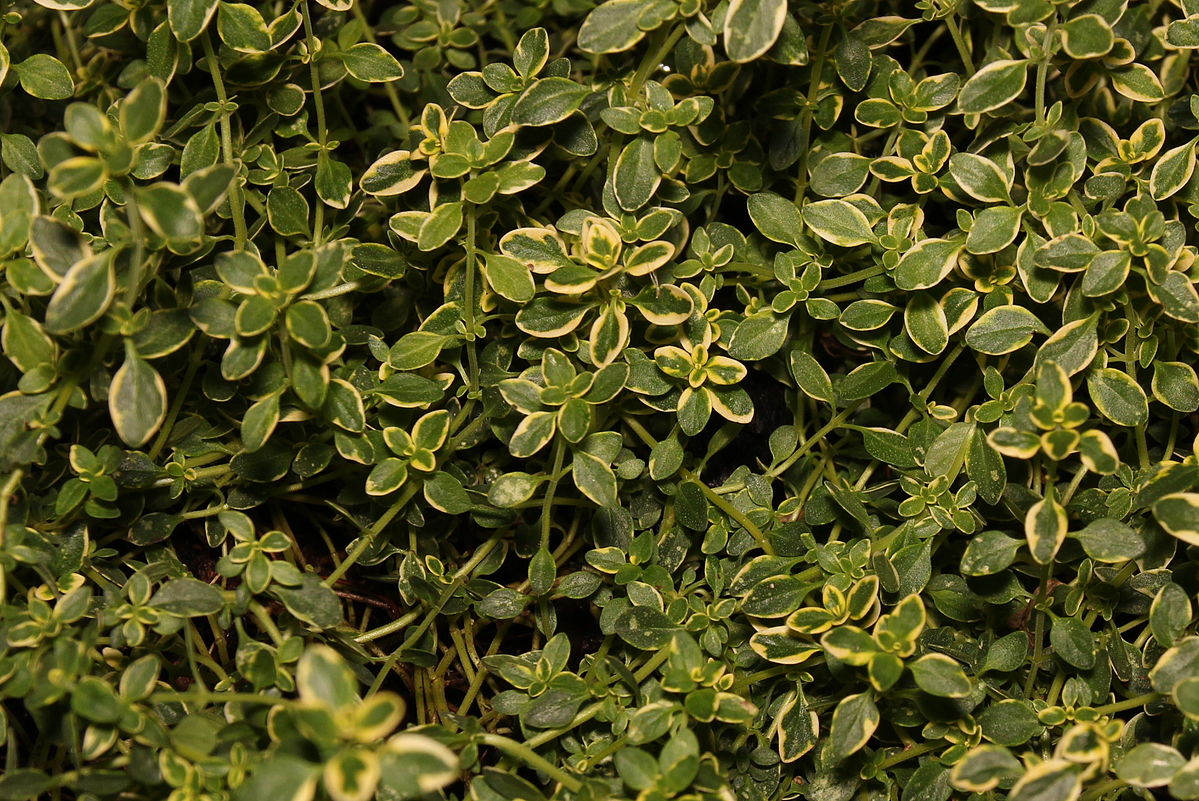 Variegated thyme leaves