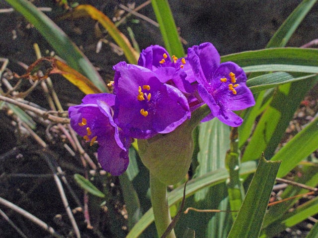 Spiderwort