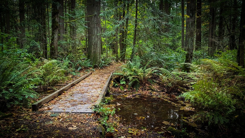 Forest, ferns, a trail and wooden bridge over a creek
