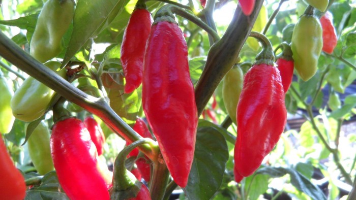 Trinidad Pimento Peppers Seedwise