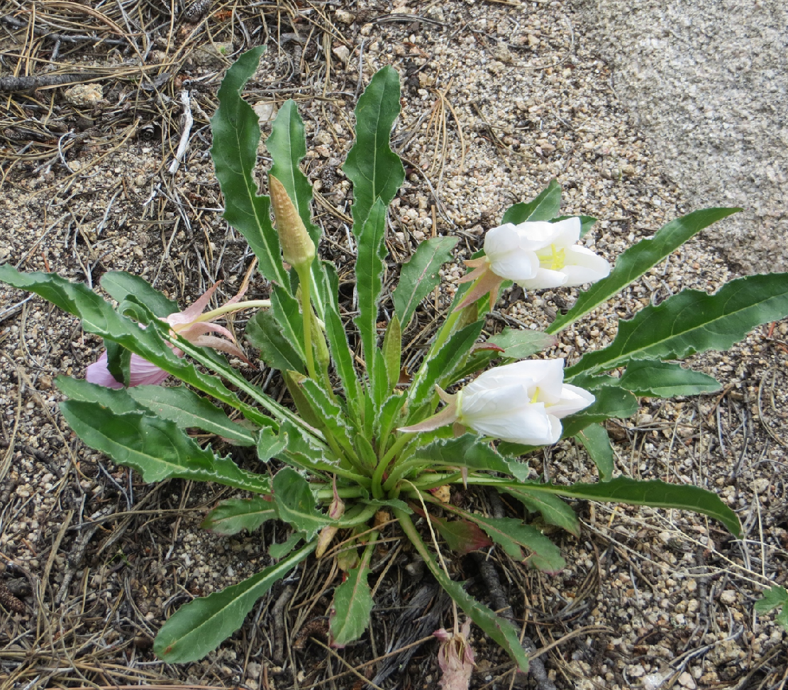Tufted evening primrose