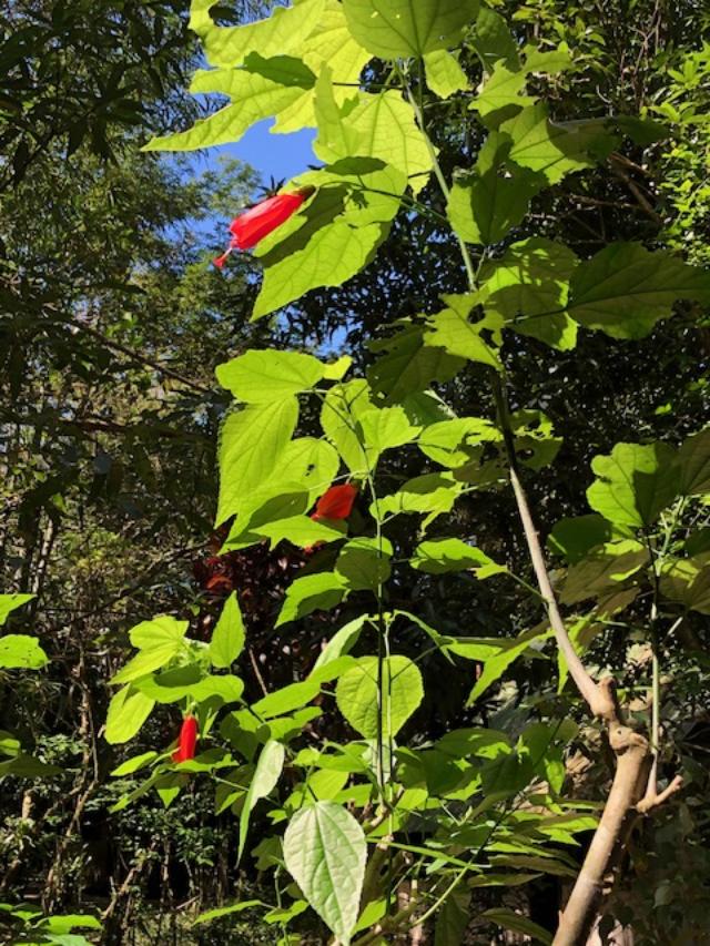 Photo of leaves and flowers of Turk's Cap