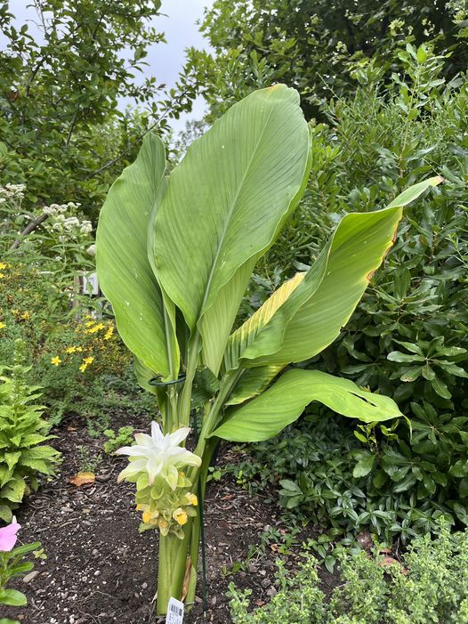 The pale yellow, pine-cone shaped flower and broad leaves of turmeric