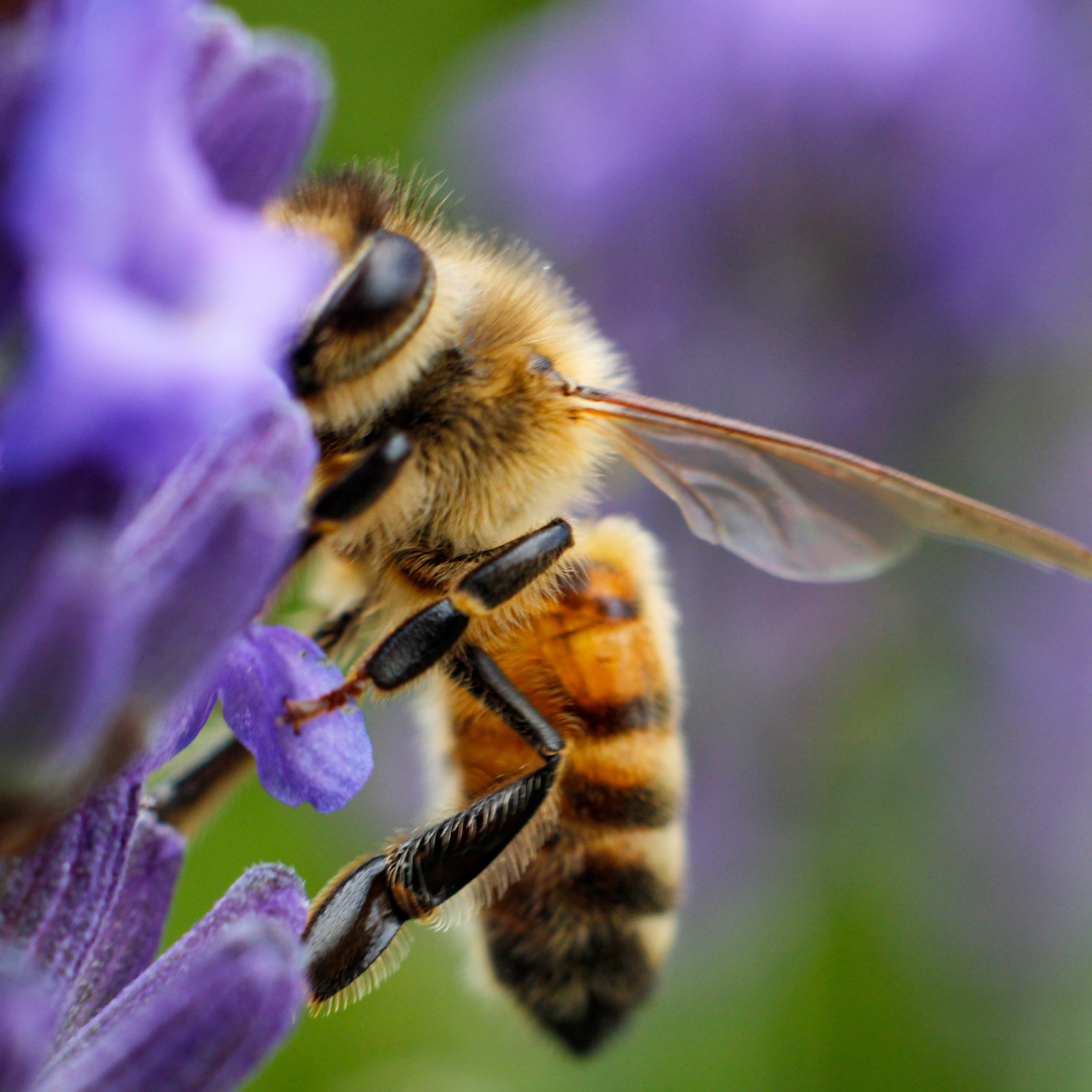 Garden is overflowing with butterflies and honeybees