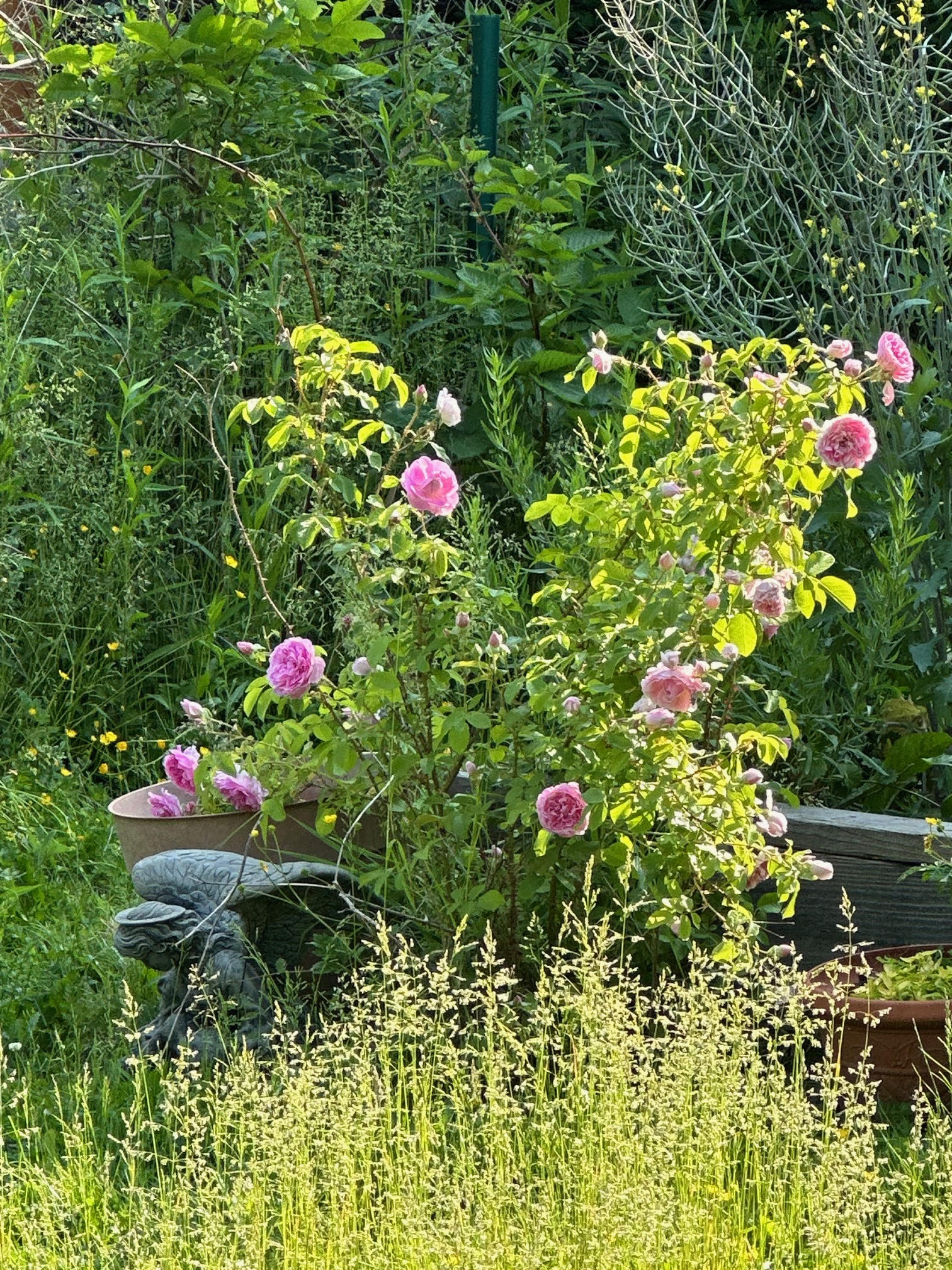 Herb garden plant
