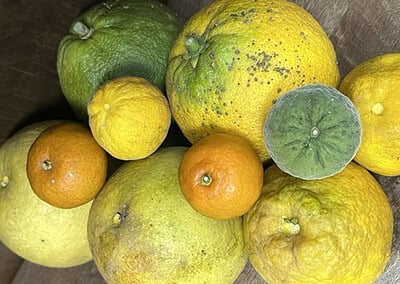 The A-peel of Citrus Fruits